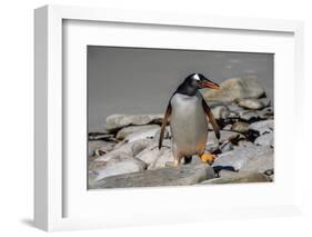 Falkland Islands, Gentoo Penguin climbs onto the beach.-Howie Garber-Framed Photographic Print