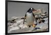 Falkland Islands, Gentoo Penguin climbs onto the beach.-Howie Garber-Framed Photographic Print