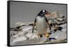 Falkland Islands, Gentoo Penguin climbs onto the beach.-Howie Garber-Framed Stretched Canvas