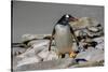 Falkland Islands, Gentoo Penguin climbs onto the beach.-Howie Garber-Stretched Canvas