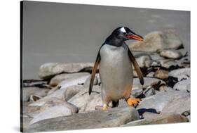 Falkland Islands, Gentoo Penguin climbs onto the beach.-Howie Garber-Stretched Canvas