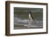 Falkland Islands, Gentoo Penguin emerges from the ocean.-Howie Garber-Framed Photographic Print