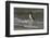 Falkland Islands, Gentoo Penguin emerges from the ocean.-Howie Garber-Framed Photographic Print