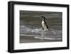 Falkland Islands, Gentoo Penguin emerges from the ocean.-Howie Garber-Framed Photographic Print