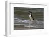 Falkland Islands, Gentoo Penguin emerges from the ocean.-Howie Garber-Framed Photographic Print