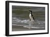 Falkland Islands, Gentoo Penguin emerges from the ocean.-Howie Garber-Framed Photographic Print