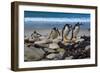 Falkland Islands, Gentoo Penguins climb onto the beach.-Howie Garber-Framed Photographic Print