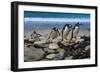 Falkland Islands, Gentoo Penguins climb onto the beach.-Howie Garber-Framed Photographic Print