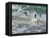 Falkland Islands, Gentoo Penguins emerge from the ocean.-Howie Garber-Framed Stretched Canvas