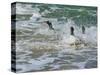 Falkland Islands, Gentoo Penguins emerge from the ocean.-Howie Garber-Stretched Canvas
