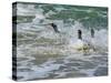 Falkland Islands, Gentoo Penguins emerge from the ocean.-Howie Garber-Stretched Canvas