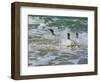 Falkland Islands, Gentoo Penguins emerge from the ocean.-Howie Garber-Framed Photographic Print