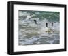 Falkland Islands, Gentoo Penguins emerge from the ocean.-Howie Garber-Framed Photographic Print