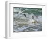 Falkland Islands, Gentoo Penguins emerge from the ocean.-Howie Garber-Framed Photographic Print