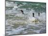 Falkland Islands, Gentoo Penguins emerge from the ocean.-Howie Garber-Mounted Photographic Print