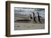 Falkland Islands, Gentoo Penguins marching onto the beach at water's edge.-Howie Garber-Framed Photographic Print