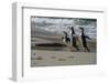 Falkland Islands, Gentoo Penguins marching onto the beach at water's edge.-Howie Garber-Framed Photographic Print