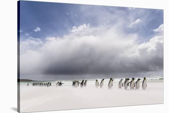 Falkland Islands. King Penguins Watch as a Storm Approaches-Martin Zwick-Stretched Canvas