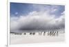 Falkland Islands. King Penguins Watch as a Storm Approaches-Martin Zwick-Framed Premium Photographic Print