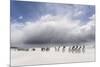 Falkland Islands. King Penguins Watch as a Storm Approaches-Martin Zwick-Mounted Premium Photographic Print