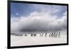 Falkland Islands. King Penguins Watch as a Storm Approaches-Martin Zwick-Framed Premium Photographic Print