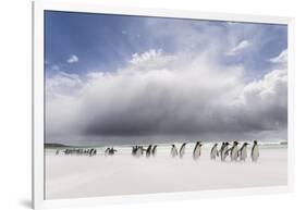 Falkland Islands. King Penguins Watch as a Storm Approaches-Martin Zwick-Framed Photographic Print