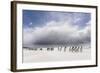 Falkland Islands. King Penguins Watch as a Storm Approaches-Martin Zwick-Framed Photographic Print