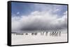 Falkland Islands. King Penguins Watch as a Storm Approaches-Martin Zwick-Framed Stretched Canvas