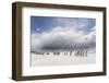 Falkland Islands. King Penguins Watch as a Storm Approaches-Martin Zwick-Framed Photographic Print