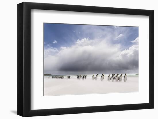 Falkland Islands. King Penguins Watch as a Storm Approaches-Martin Zwick-Framed Photographic Print