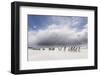 Falkland Islands. King Penguins Watch as a Storm Approaches-Martin Zwick-Framed Photographic Print