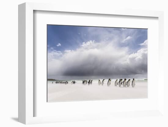 Falkland Islands. King Penguins Watch as a Storm Approaches-Martin Zwick-Framed Photographic Print