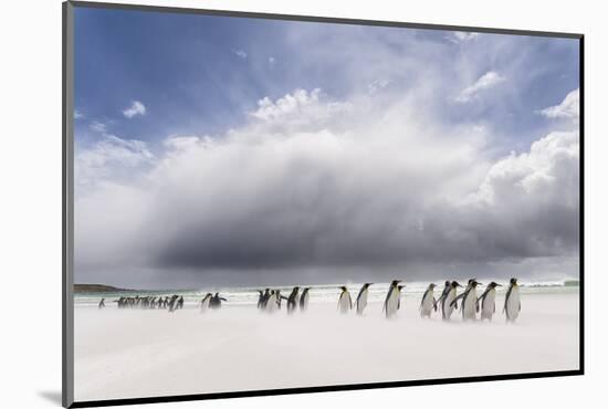 Falkland Islands. King Penguins Watch as a Storm Approaches-Martin Zwick-Mounted Photographic Print