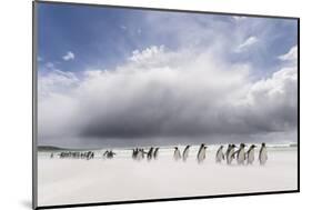 Falkland Islands. King Penguins Watch as a Storm Approaches-Martin Zwick-Mounted Photographic Print