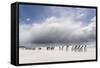 Falkland Islands. King Penguins Watch as a Storm Approaches-Martin Zwick-Framed Stretched Canvas