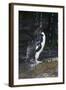 Falkland Islands. Rockhopper Penguin Bathing in Waterfall-Ellen Anon-Framed Photographic Print