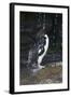 Falkland Islands. Rockhopper Penguin Bathing in Waterfall-Ellen Anon-Framed Photographic Print