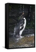 Falkland Islands. Rockhopper Penguin Bathing in Waterfall-Ellen Anon-Framed Stretched Canvas