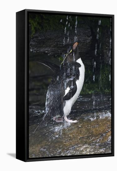 Falkland Islands. Rockhopper Penguin Bathing in Waterfall-Ellen Anon-Framed Stretched Canvas