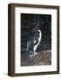 Falkland Islands. Rockhopper Penguin Bathing in Waterfall-Ellen Anon-Framed Photographic Print