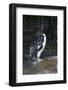 Falkland Islands. Rockhopper Penguin Bathing in Waterfall-Ellen Anon-Framed Photographic Print