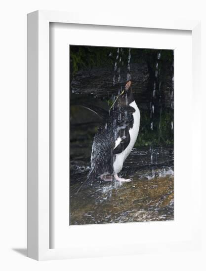 Falkland Islands. Rockhopper Penguin Bathing in Waterfall-Ellen Anon-Framed Photographic Print