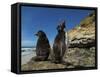 Falkland Islands. Rockhopper Penguin Calling-Ellen Anon-Framed Stretched Canvas