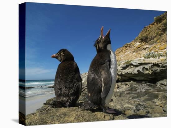 Falkland Islands. Rockhopper Penguin Calling-Ellen Anon-Stretched Canvas