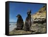 Falkland Islands. Rockhopper Penguin Calling-Ellen Anon-Framed Stretched Canvas
