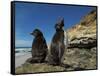 Falkland Islands. Rockhopper Penguin Calling-Ellen Anon-Framed Stretched Canvas