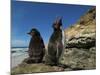 Falkland Islands. Rockhopper Penguin Calling-Ellen Anon-Mounted Photographic Print