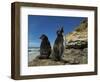 Falkland Islands. Rockhopper Penguin Calling-Ellen Anon-Framed Photographic Print