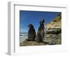 Falkland Islands. Rockhopper Penguin Calling-Ellen Anon-Framed Photographic Print