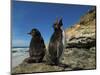 Falkland Islands. Rockhopper Penguin Calling-Ellen Anon-Mounted Photographic Print